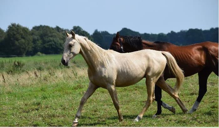 Akhal-Tekkiner Fohlen bei Reimer Sporthorses
