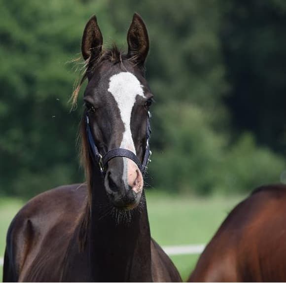 Akhal-Tekkiner Fohlen bei Reimer Sporthorses