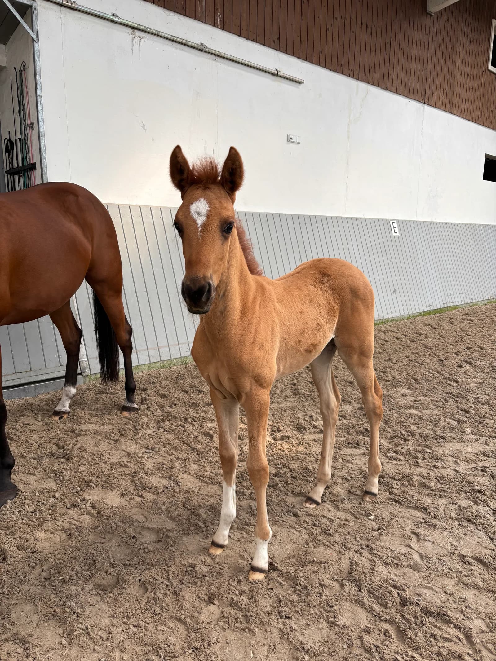 Fohlen aus der Anpaarung Milara × Gaetan bei Reimer Sporthorses