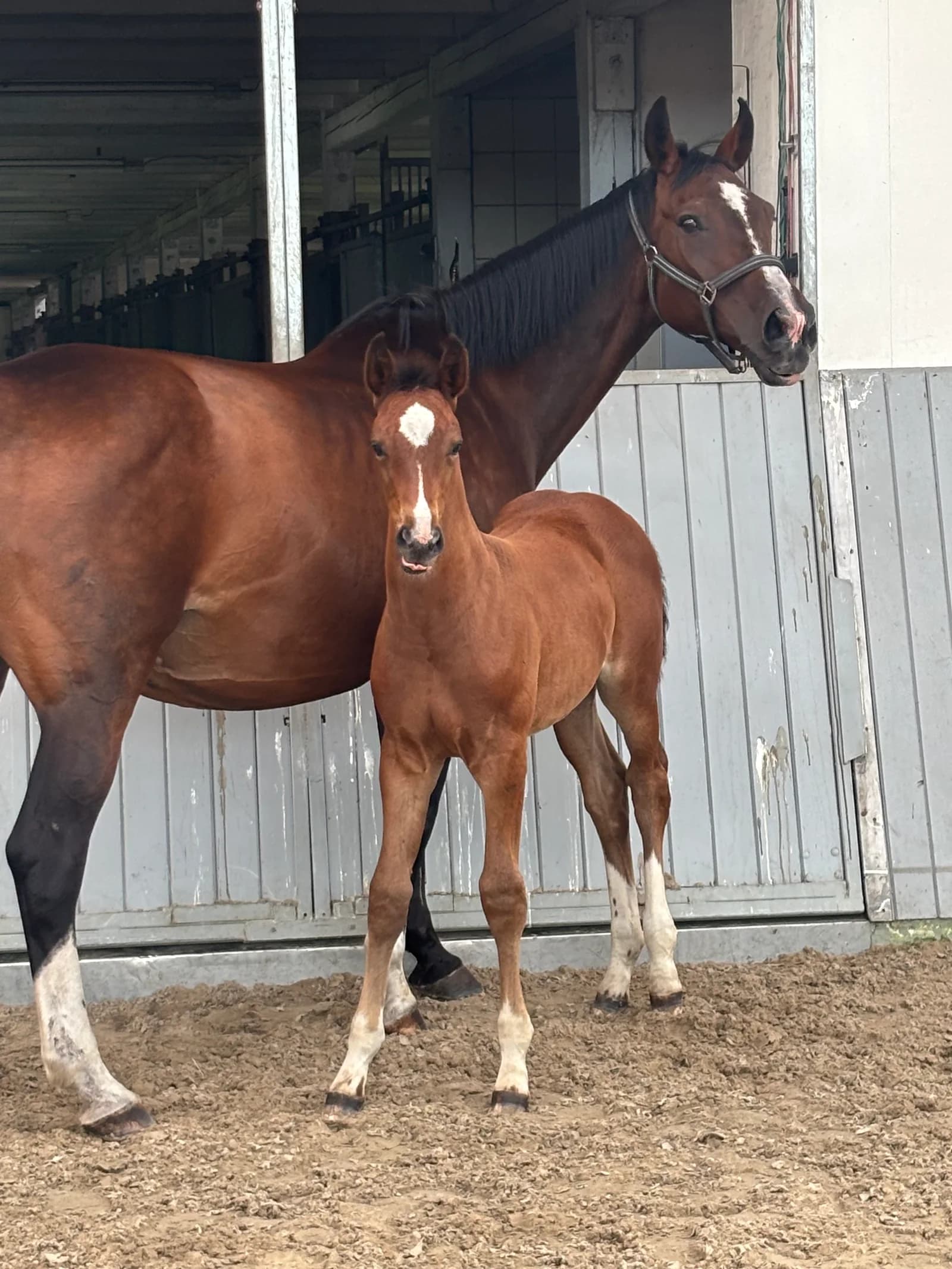 Fohlen aus der Anpaarung Persépea × Casco Blue PS bei Reimer Sporthorses