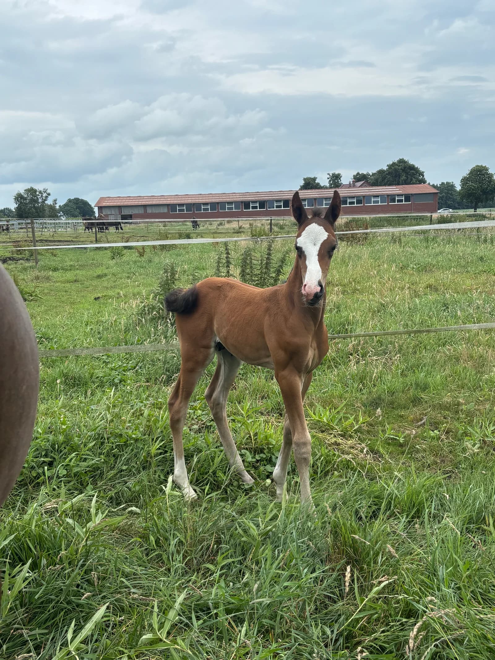Fohlen aus der Anpaarung Savanna-Shah × Sir Donnerhall bei Reimer Sporthorses