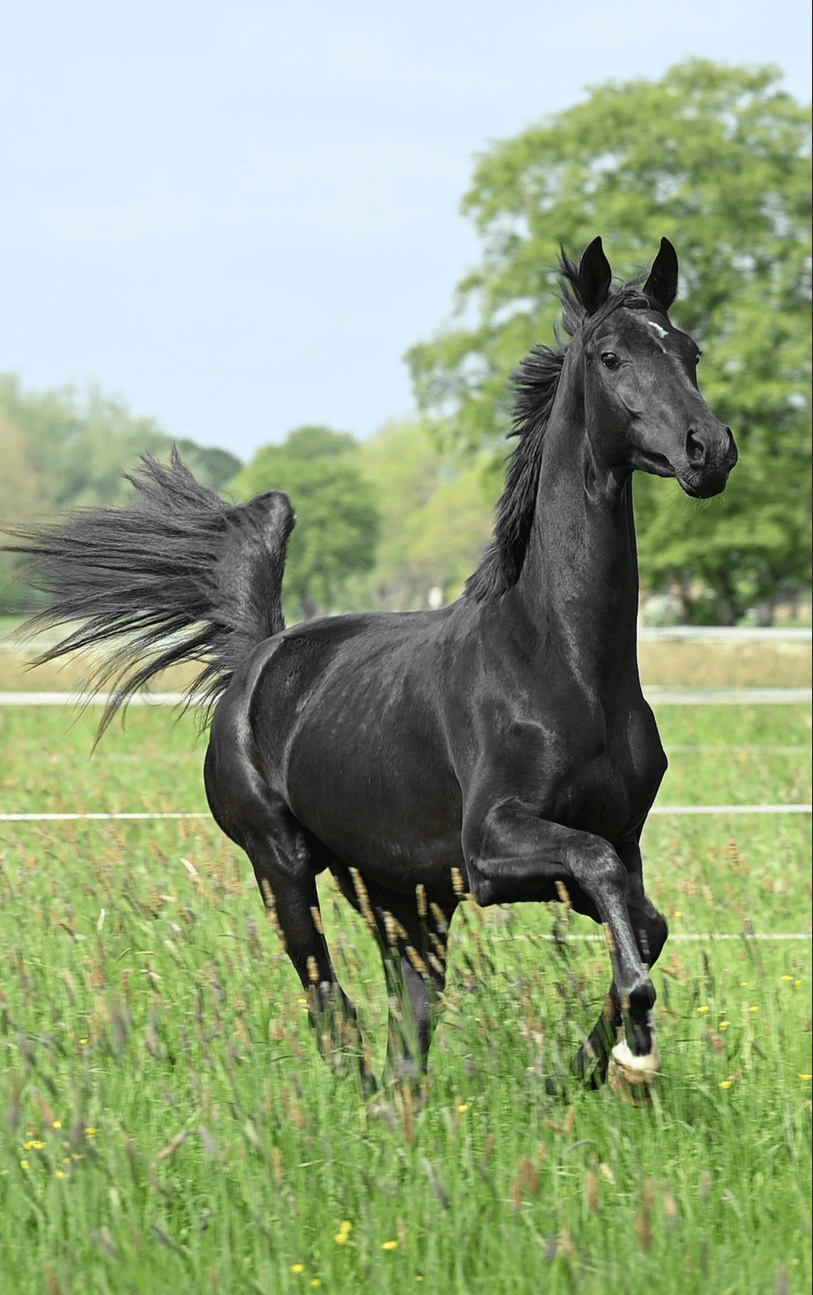 Total Moon bei Reimer Sporthorses