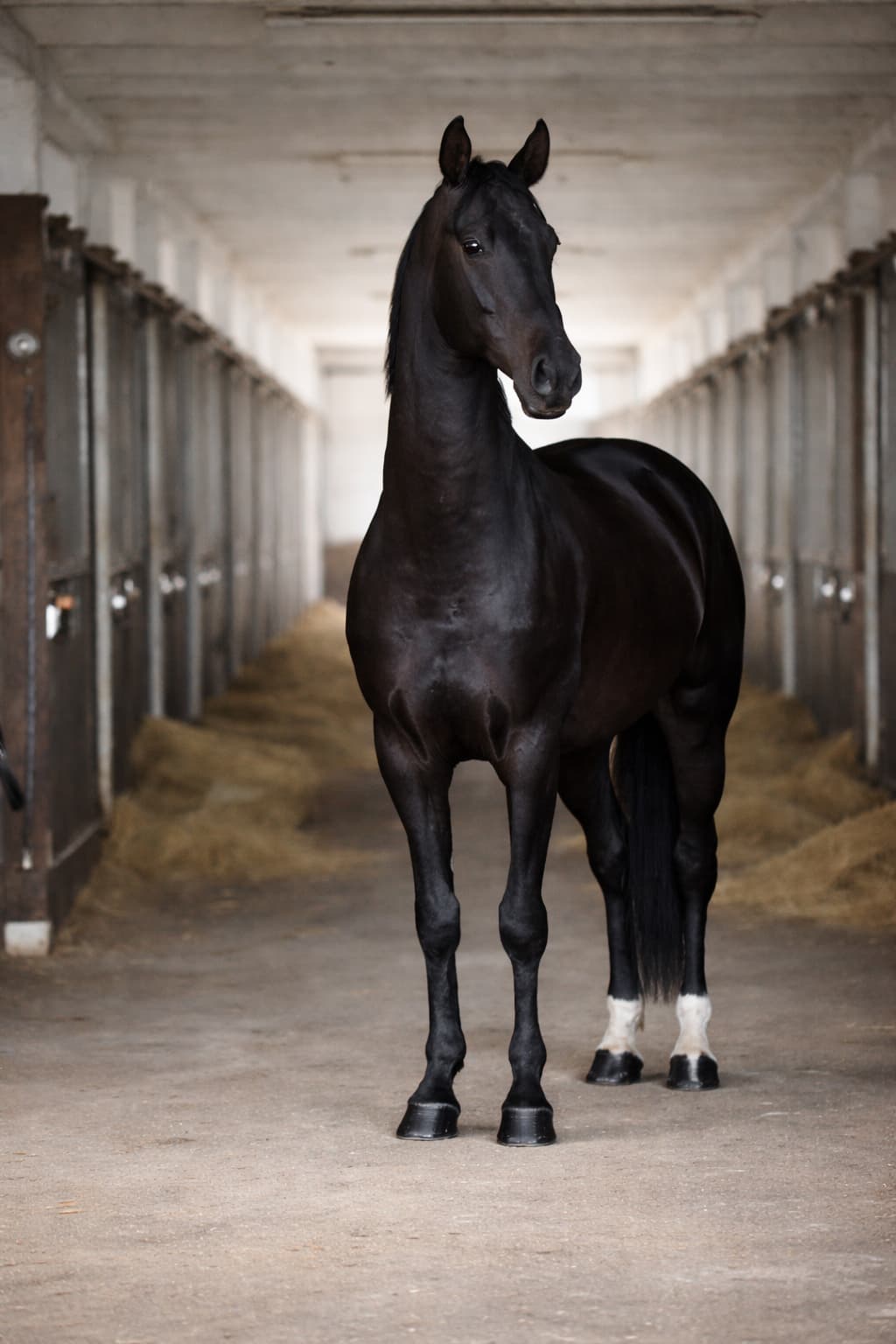 Schwarzes Pferd in der Stallgasse des Gestüts