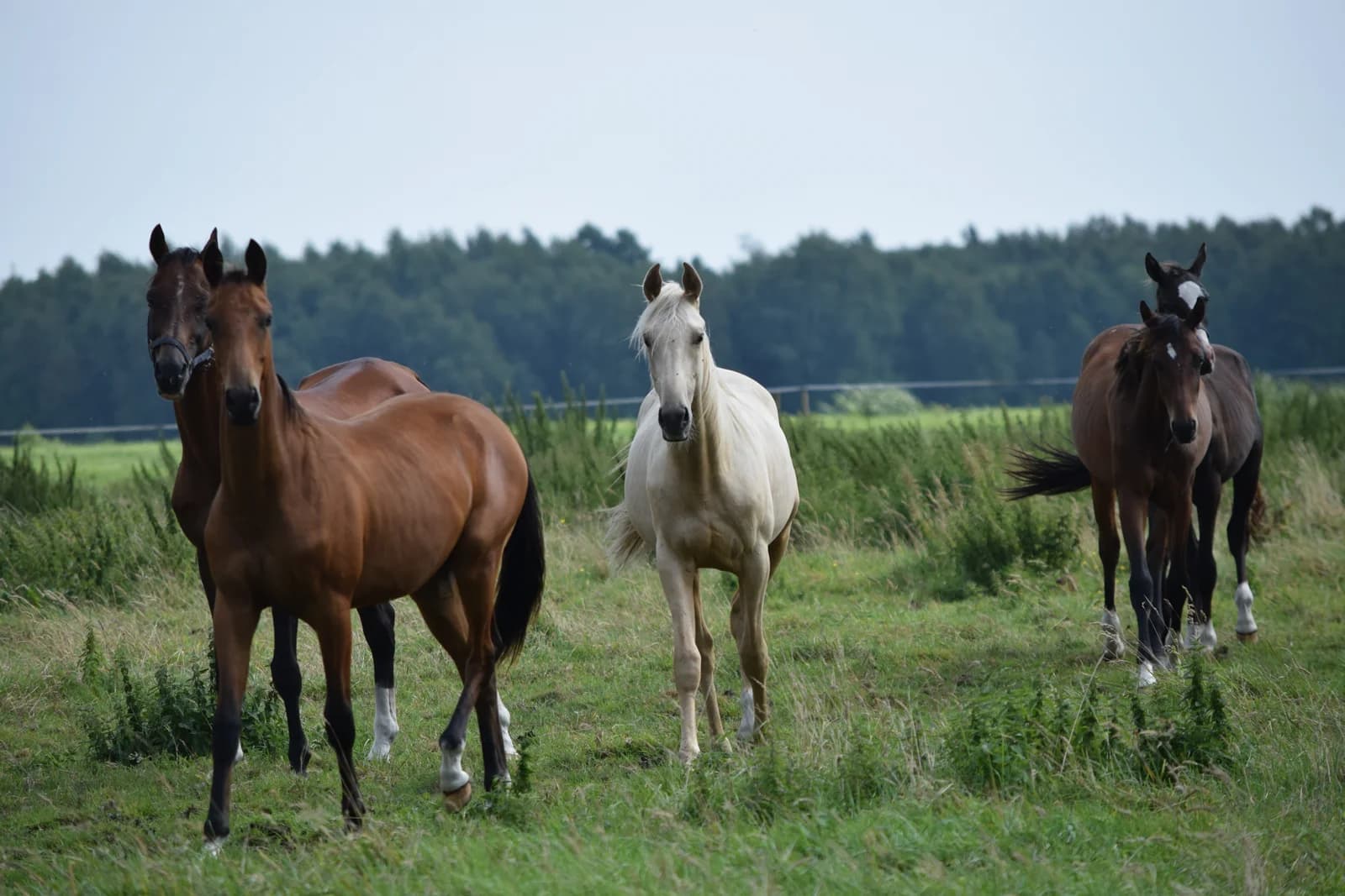 Youngster und Nachwuchspferde bei Reimer Sporthorses