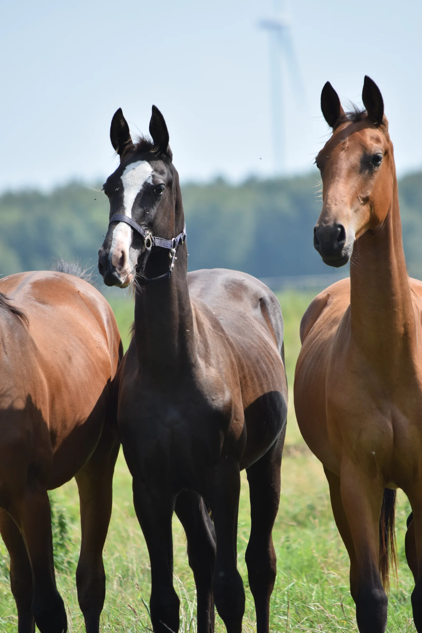 Youngster und Nachwuchspferde bei Reimer Sporthorses