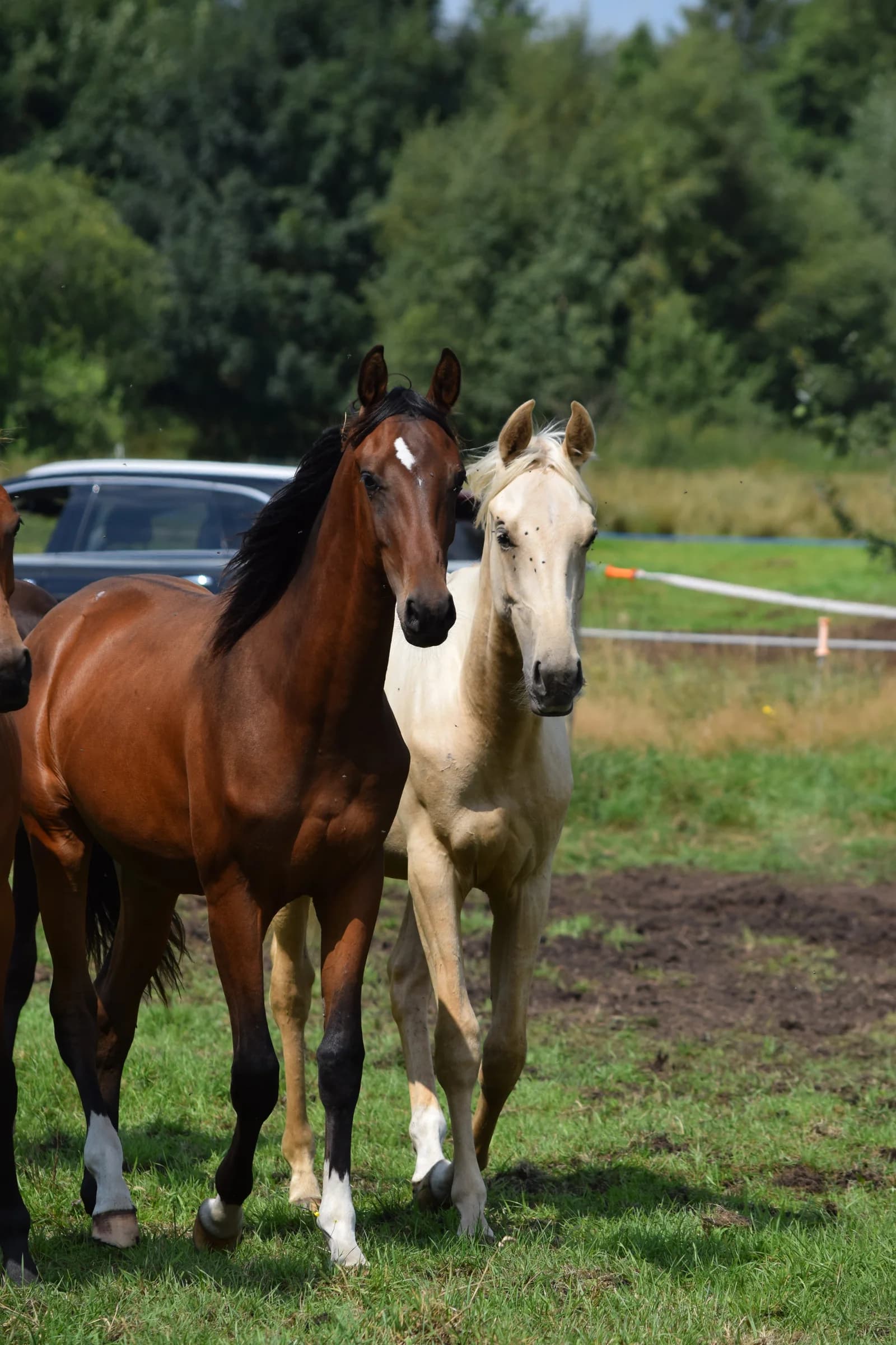 Youngster und Nachwuchspferde bei Reimer Sporthorses
