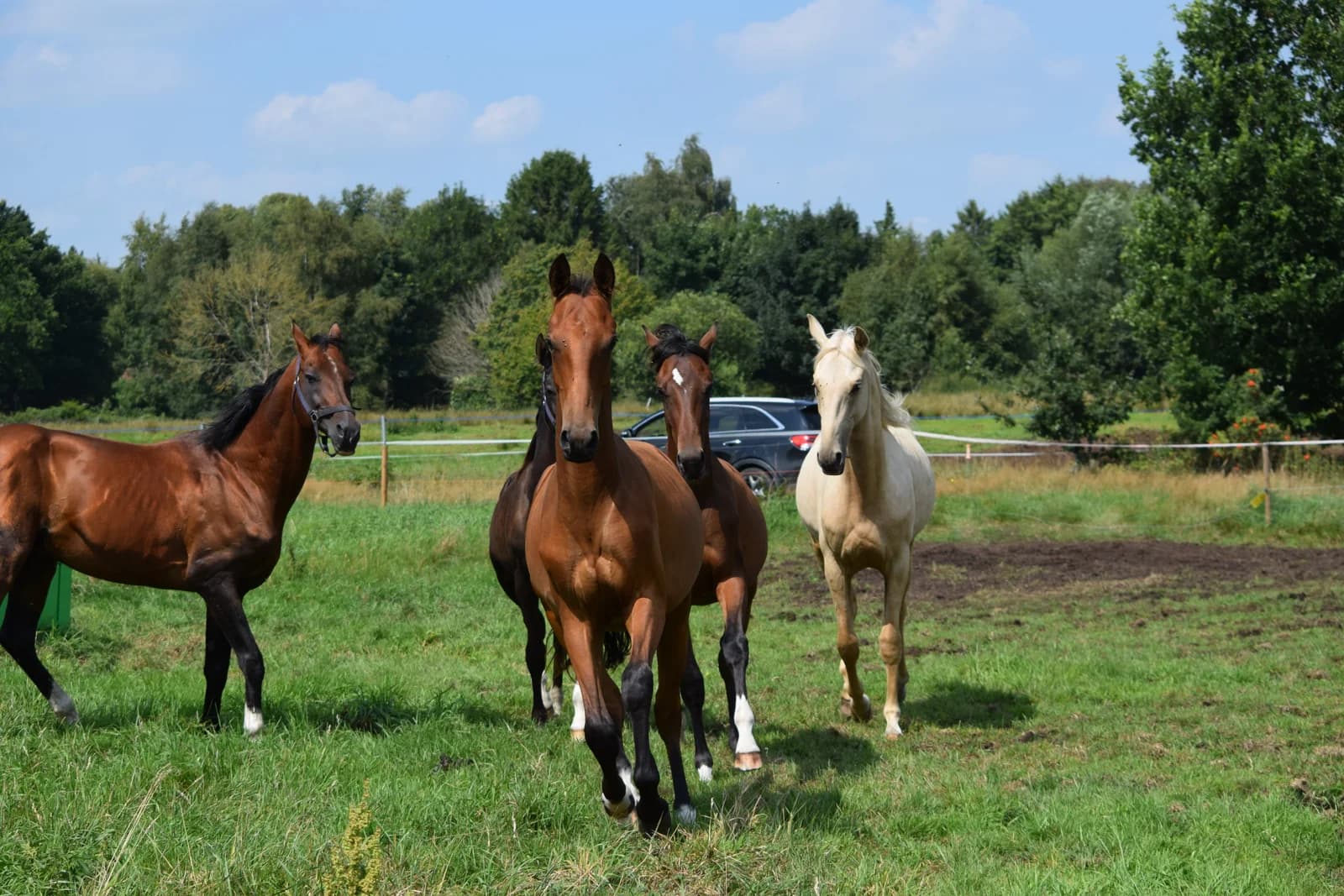 Youngster und Nachwuchspferde bei Reimer Sporthorses