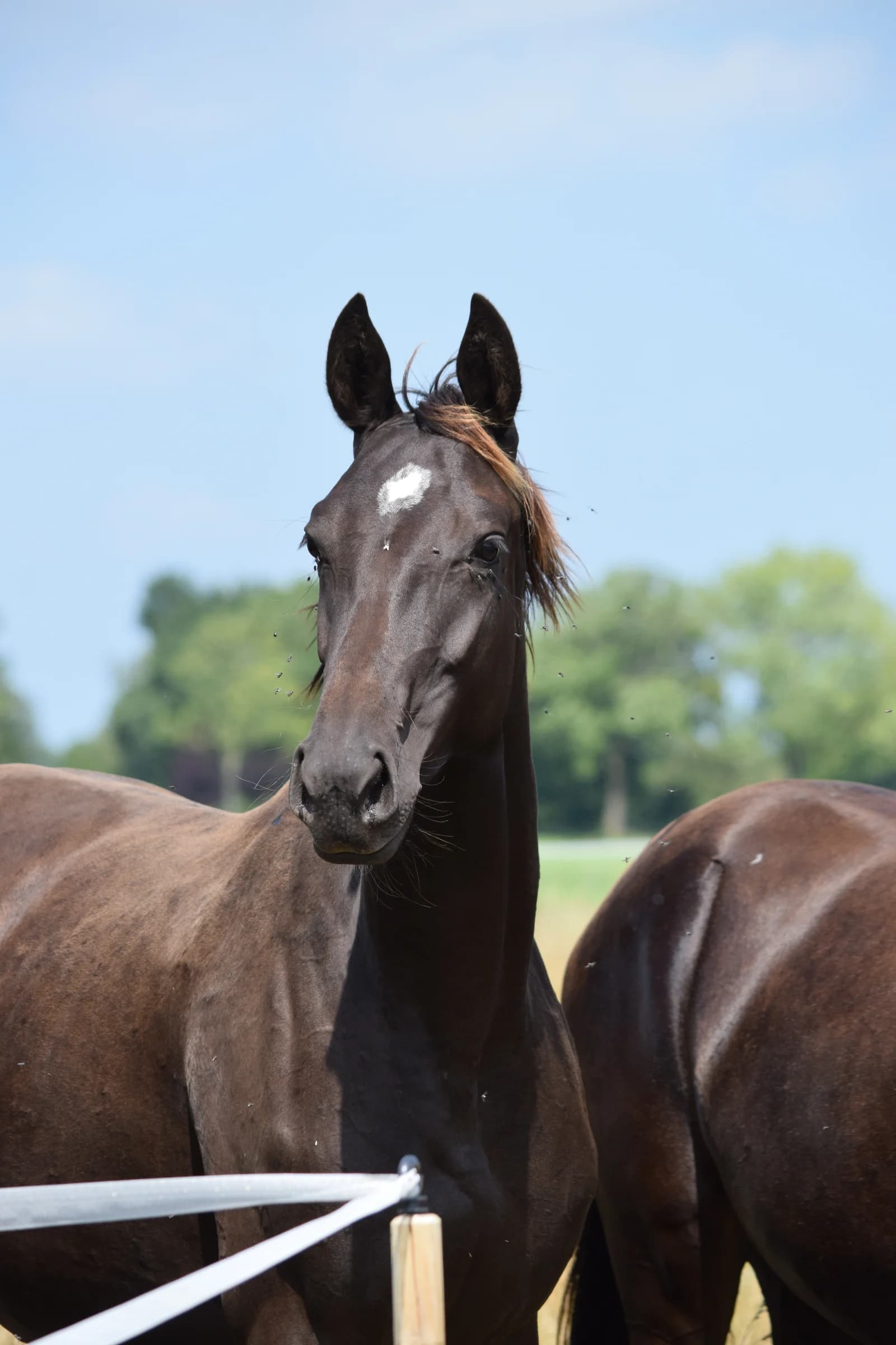 Youngster und Nachwuchspferde bei Reimer Sporthorses