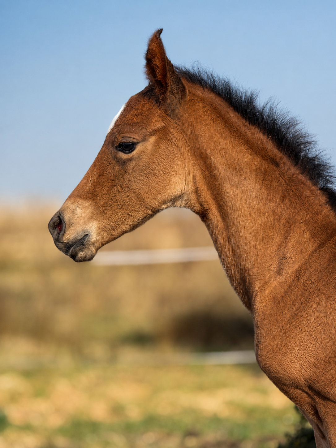 Fohlen bei Reimer Sporthorses